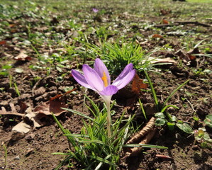 pruple crocus flower in the garden