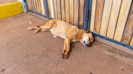 Cachorro caramelo dormindo na rua, próximo a parede de madeiras também de cor caramelo.