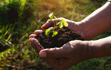 Close -up, plant in male hands. Care of the environment, ecology concept
