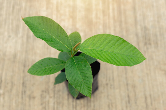 Plant growing in black bags. Young plant green tree in soil bag on cement floor, nature. - Powered by Adobe