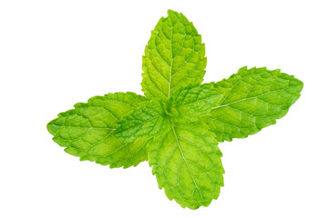Green peppermint leaf  isolated on white background