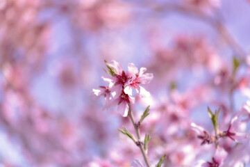 Spring blossom orchard. Abstract blurred background. Pastel colors and toned effect. Copy space with border.