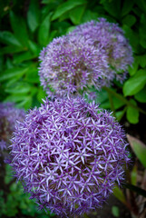 Allium (ornamental onion) flower. Ontario, Canada.