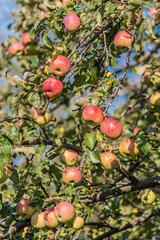 Wild apples on a tree in the abandoned orchard