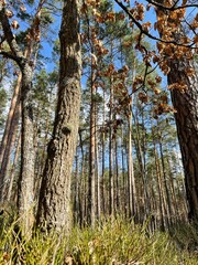 Fototapeta premium pine tree forest