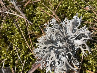 spring in the forest