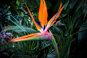 Fototapeta na wymiar Strelitzia, the Bird of Paradise tropical flower