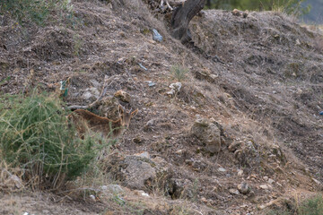 mountain goat climbing a mountainside