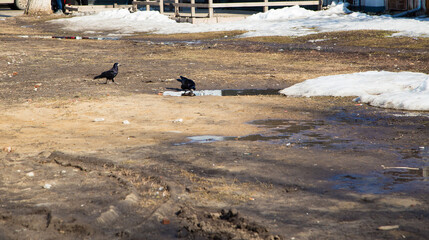 In a clearing in the park, black rooks drink water from a puddle. Spring, the snow is melting,...