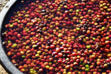 raw seed red berries coffee beans.