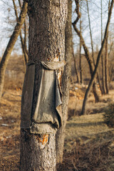 a rag on a tree in the park