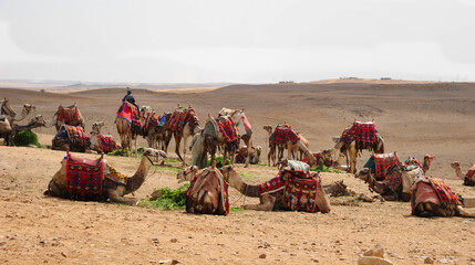 Camels in the Desert, Giza, Egypt