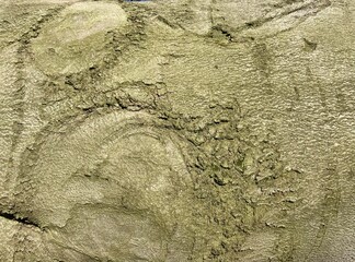 the green-gray trunk of an old beech tree with patterns 