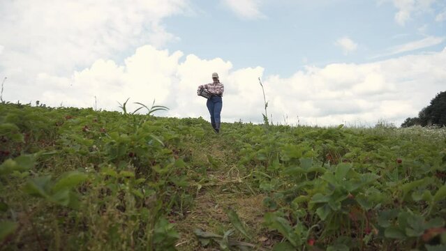 Happy young woman in plaid shirt, cap, jeans and boots carries black box for harvesting. Farmer smiles and walks through green agricultural strawberry field on cloudy day. Camera moves towards model.