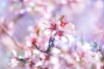 Spring blossom orchard. Beautiful nature scene with blooming tree and sun flare.