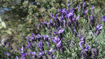 Lavanda selvatica