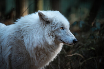 ausgewachsener Polarwolf mit Blick nach vorne von der Seite mit Wald als Hintergrund