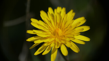 Margherita selvatica