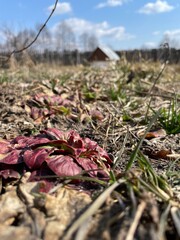 autumn leaves on the ground