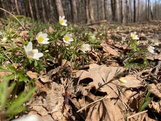 ants in the forest