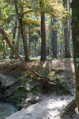The sandy bank of a creek that runs through the forest.