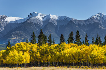 The yellow foliage