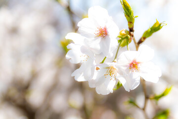 桜