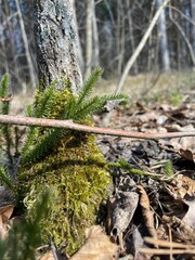 moss on the tree