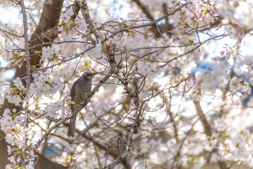 ムクドリと桜