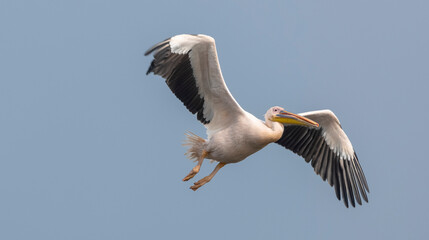 Fototapeta na wymiar Great white pelican (Pelecanus onocrotalus) or rosy pelican bird at forest. Pelican migration in India during winter season.