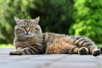 Fototapeta na wymiar Funny brown cat is relaxing outdoors. Selective focus.