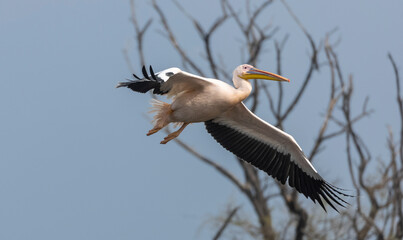 Great white pelican (Pelecanus onocrotalus) or rosy pelican bird at forest. Pelican migration in India during winter season.