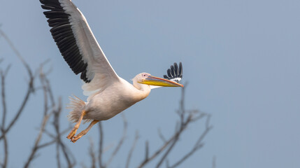 Great white pelican (Pelecanus onocrotalus) or rosy pelican bird at forest. Pelican migration in...