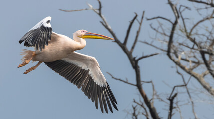 Great white pelican (Pelecanus onocrotalus) or rosy pelican bird at forest. Pelican migration in India during winter season.