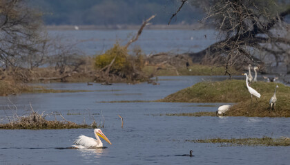 Great white pelican (Pelecanus onocrotalus) or rosy pelican bird at forest. Pelican migration in India during winter season.