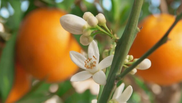 Close-up panorama of the white orange fragrant flower blooming on the branch
