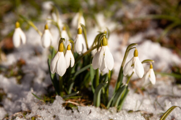 Spring flowers - snowdrops on a snowy meadow, close-up.