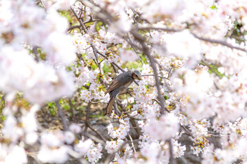 桜とムクドリ