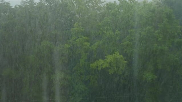 Heavy rain in summer. View from the window of the forest and a heavy downpour. Hurricane. Heavy pouring rain over green trees