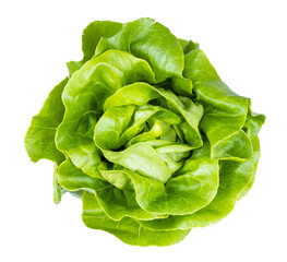 top view of fresh butterhead lettuce isolated - obrazy, fototapety, plakaty