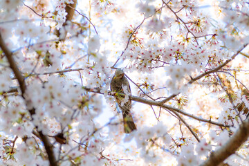 桜とムクドリ