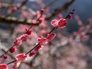 梅の花