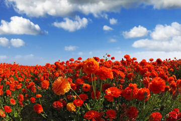 Fototapeta premium The field of the blossoming red-orange flowers