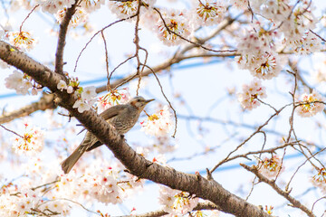 桜とムクドリ