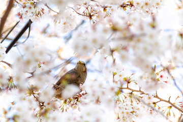 桜とムクドリ