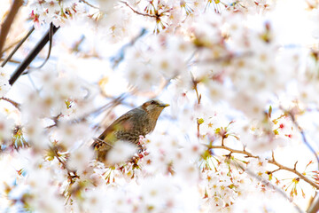 桜とムクドリ