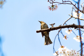 桜とムクドリ