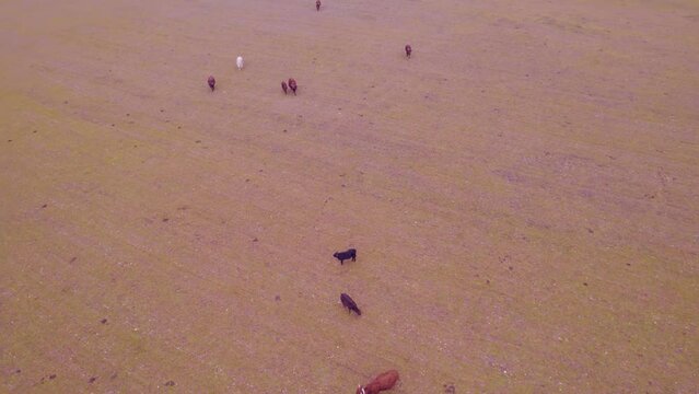 herd of bulls and cows recorded from a drone making an orbit