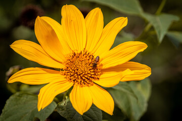 Abelha colhendo néctar de uma flor