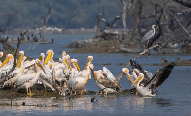 Great white pelican (Pelecanus onocrotalus) or rosy pelican bird at forest. Pelican migration in India during winter season.